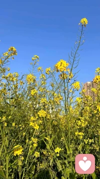 弱小和勇敢同时出现
我们称其为坚韧配图