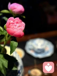 一半花事       一半人间