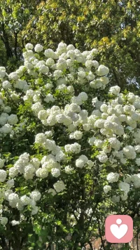 花有花期    人有心事