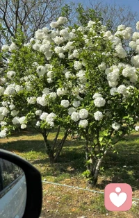 花有花期    人有心事