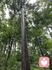 允许一切，如其所是，
对待生活，取舍有度，
不慌不忙，至于其他，
有则锦上添花，无则依旧风华。配图