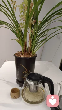 一杯热茶，一盆清兰，守着满室温柔，等风也等你 
愿你雨天有伞，衣有人暖，心有归处配图