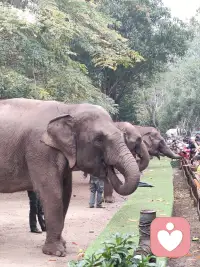 在西双版纳和大象贴贴啦～🐘
它们慢悠悠地卷着胡萝卜，眼神软乎乎的，连风都变得温柔起来。配图
