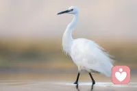 我梦见，骑着一只壮硕的白鹭飞向天空…

完全没有想到自己会做这个梦，在梦里我站在一个台阶上，旁边有几只白鹭，我对着其中的一只真诚的向它挥手示意过来(在梦里还想着我一定要发自内心的尊敬这个生命）。

那个白鹭就走到我面前，梦里的它身上是白底黑点，个头比鸵鸟稍微小一点点，但是脖子整个身体非常的壮硕，搞笑的是我是全L着坐在它身上，抱着它的脖子的

说实话，那个飞起来的瞬间真的感觉好爽……#梦境中的白鹭