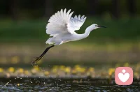 我梦见，骑着一只壮硕的白鹭飞向天空…

完全没有想到自己会做这个梦，在梦里我站在一个台阶上，旁边有几只白鹭，我对着其中的一只真诚的向它挥手示意过来(在梦里还想着我一定要发自内心的尊敬这个生命）。

那个白鹭就走到我面前，梦里的它身上是白底黑点，个头比鸵鸟稍微小一点点，但是脖子整个身体非常的壮硕，搞笑的是我是全L着坐在它身上，抱着它的脖子的

说实话，那个飞起来的瞬间真的感觉好爽……#梦境中的白鹭