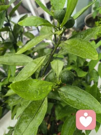 愿意倾听你无处诉说的烦恼，生活总有一些不如意，找个人说说，不要让烦恼堆积，我是你的倾听师——鹿鹿姐!