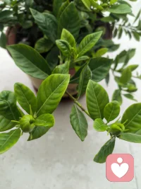 愿意倾听你无处诉说的烦恼，生活总有一些不如意，找个人说说，不要让烦恼堆积，我是你的倾听师——鹿鹿姐!