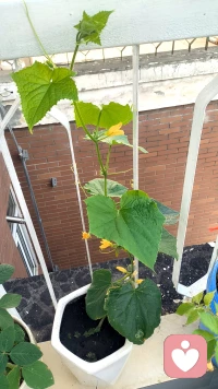 清晨五点多自然醒来，做完薰衣草紫火清理冥想，后背沉沉的、哈欠不断，身心都在慢慢释放疲惫。
一边总觉得时间紧迫，忍不住焦虑；一边又贪恋被窝、忍不住刷手机放空。
今日不用奔波买菜，索性允许自己慢下来，接纳这份慵懒与纠结，好好与自己相处。