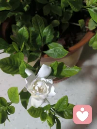 你们晚上一般几点睡呀？
有没有什么开心小事可以分享一下～
我的小开心，就是栀子花又悄悄开了好几朵🌼
 
 配图