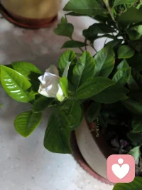 你们晚上一般几点睡呀？
有没有什么开心小事可以分享一下～
我的小开心，就是栀子花又悄悄开了好几朵🌼
 
 配图