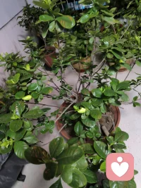 你们晚上一般几点睡呀？
有没有什么开心小事可以分享一下～
我的小开心，就是栀子花又悄悄开了好几朵🌼
 
 配图