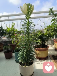 晨起小确幸🌷
百合偷偷开了一朵，惊喜到忍不住叫出声。
心理学上说，捕捉生活里的小美好，是最好的情绪滋养。
平凡日常里的温柔，都在悄悄治愈我们的内心!配图