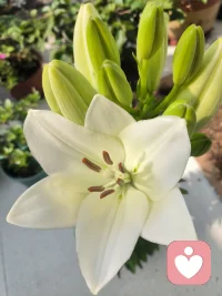 晨起小确幸🌷
百合偷偷开了一朵，惊喜到忍不住叫出声。
心理学上说，捕捉生活里的小美好，是最好的情绪滋养。
平凡日常里的温柔，都在悄悄治愈我们的内心!配图