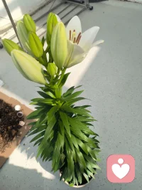 晨起小确幸🌷
百合偷偷开了一朵，惊喜到忍不住叫出声。
心理学上说，捕捉生活里的小美好，是最好的情绪滋养。
平凡日常里的温柔，都在悄悄治愈我们的内心!配图