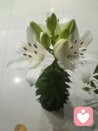 夜色渐深，疗愈心绪，抚平浮躁。愿你与自己温柔相处，安然入梦。晚安🌙配图