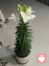 夜色渐深，疗愈心绪，抚平浮躁。愿你与自己温柔相处，安然入梦。晚安🌙配图