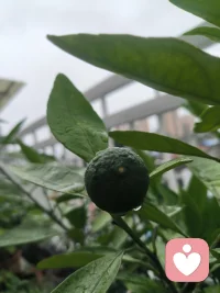 晨起静坐，情绪跌入旧日的漩涡。无意间复刻了母亲经历过的煎熬，这一刻才真切体会到，那些未被抚平的创伤，会无声地延续。看见即是疗愈，愿往后的日子，斩断负面的循环，活成独属于自己的模样。配图