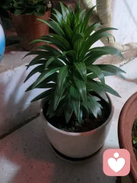 积压的情绪需要一场倾诉来释放，就像积水终于找到泄洪的缺口。大多时候，我们想要的从不是解决方案，只是一次好好被倾听。当心事尽数说尽，心安定下来，出路自然明晰，这便是人本自具足。
 
#心理学 #情绪自愈 #内心成长）方便直接发布吗？配图