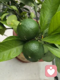 好习惯就是一天一天养成，从小事开始，比如看书，从每天看5分钟开始，时间长了自然而然自己会增加时长，比如跑步，从每天一公里慢慢跑，循序渐进，自然好习惯便养成了，不跑就不舒服了，当我们养成一些良好的习惯之后，自然而然精神面貌也会有所改变!早安!早起的朋友!