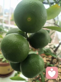同样一件难事，有人一筹莫展，有人积极破局。
差距不在能力，在于认知：一个被过往经验预判了结局，一个愿意相信当下还有新的解法🌿