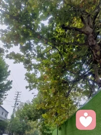 心理学上，躯体化是指心理的痛苦无法被语言表达、被意识消化，转而通过身体问题来呈现。