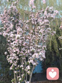 过度的自我牺牲，利他行为，是否属于心理健康？关键看内心体验。如果利他的同时，幸福着别人的幸福，自己内心是快乐的，就属于健康的利他。如果利他时，自己内心是痛苦纠结的，就是心理不健康的范畴。