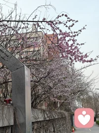 春暖花开时，心情愉悦，事事如意配图