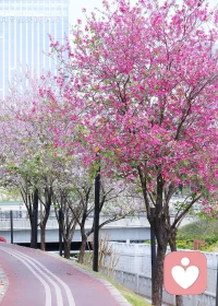 你若心安，万事皆安。你若身心有所皈依处，便是福便是根。配图