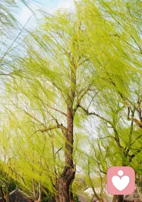 如果你用心欣赏，每一天都是风景，何必执着过去，计较未来。