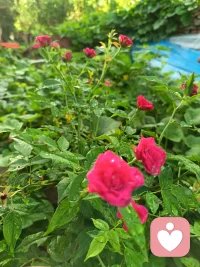 人到中年才醒悟：健康快乐才是底牌，这12句心态真言，救你于水火
 
1. 人生不必添堵。短短几十年，拼的不是身价，是心情。日子过得顺不顺，全看你心态淡不淡。心宽了，路就通了，日子自然越过越红火。
​
2. 健康才是硬通货。名利再大，抵不过生老病死。少盯着别人的日子，多照顾自己的身体。能健健康康地活着，本身就是最大的赢家。
​
3. 快乐源于那份通透。快乐不是拥有得多，而是计较得少。越简单越快乐，越从容越顺遂。生活的好坏，全在一念之间。心放宽，事看淡，一切随缘。
​
4. 换个角度看难事。遇到糟心事，别死磕。穷富是其次，平安才是第一。心态对了，幸福就来了。
​
5. 不争不抢，稳稳当当。别和别人比，也别和自己较劲。怎么舒服怎么活，心静则安。能管住情绪的人，注定成大事。
​
6. 带着简单去生活。面对复杂的人生，心简单了，世界就干净了。删繁就简，清风自来。人生简单点，快乐就多些。
​
7. 慢就是稳，稳就是赢。万事尽力就行，有最好，没有也随缘。走自己的路，修自己的心。心宽了，病气自然就退了。
​
8. 幸福就在烟火里。别想太多，日子就该简简单单。过去的遗憾别纠结，未来的未知别害怕。眼前的笑容和温暖，才是最实在的幸福。
​
9. 人生三万天，怎么过都值。愁也是过，乐也是过。与其闷闷不乐，不如开心偷乐。要改的是自己，不是别人。接纳、改变、放下，这三把钥匙能解开所有烦恼。
​
10. 心宽一寸，路宽一丈。别钻牛角尖，人生不如意十有八九。别让坏情绪坏了大事。岁月悠长，善待自己才是头等大事。
​
11. 心态是最好的风水。养心态比吃补品管用。好心态能治愈一切。生活不会事事顺心，但心态阳光，脚下就全是坦途。
​
12. 想得开，才是真快乐。这世上没有绝对快乐的人，只有想得开的人。放过自己，才能与生活和解。把日子过得有滋有味，活色生香。
 
 
 
人生下半场，拼的不是财富，是心态
 
我们常说，知足者常乐。但很多人其实不懂，真正的“知足”，是放过自己，也是善待自己。这12句话，就是给咱们成年人的“解压符”。配图