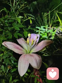 午夜梦回，我们总爱回首半生，那些未竟的梦、错过的人、遗憾的选择，像潮水般涌来，让人满心怅然。
 
幼年时，我们总爱幻想远方，以为那里有诗和自由，却不知那憧憬的尽头，不过是背井离乡的漂泊，是在人海中独自浮沉的孤独。
 
青年时，我们渴望快快长大，盼着能为父母分担辛劳，完成他们未竟的梦想。可当我们真正长大，才发现自己不过是父母人生的延续，在平凡的日子里，重复着同样的柴米油盐。
 
直到中年，我们才开始真正思考：人活一世，究竟为了什么？原来，所有的经历，都是为了让我们觉醒。当我们开始领悟时，人生已过半，却仿佛才刚刚长大。
 
恍惚间，一个春日清晨，春雨打落了一地叶子，春风拂乱了秀发。那一刻，我们如梦初醒：人生本就是一场修行，所有的遗憾与失落，都是为了让我们看清内心的方向。
 
如果有下辈子，你还愿意来人世间走一遭吗？配图