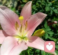 走出焦虑抑郁最好的方式：不是运动，不是吃药，而是这个！

《大学》里面有这样一句话呀，说的非常好：“物有本末，事有始终”。

就是告诉我们，解决问题，如果能抓住根本，那再难的问题，都可能迎刃而解。

回到焦虑抑郁这个事来讲，道理一样。如果能抓住其根源，那么走出焦虑抑郁的方向自然也就清晰。

从个人长期实修的经验和观察来看，走出焦虑抑郁阴霾，最好的方式：不是运动，也不是吃药，核心是：开源节流。

1. 焦虑抑郁的根源在哪？

每个人的情况不一样，有些人是长期的关系不和谐，比如常见的夫妻关系，婆媳关系，或原生家庭导致的焦虑抑郁；

而有些呢则是一些突发的一些创伤经历：比如生意上的失意，工作上遇到瓶颈，或者身体遭遇重创等。

每个人有每个人的苦，但其实说回来，那焦虑抑郁的根儿到底是什么？其实剥开各种表象不谈，核心就两条：

① 持续的内心冲突：经历过焦虑抑郁的人，心里一定憋着事儿，卡着一段关系，长时间解不开，化不掉，成了死结。

② 身心能量过低： 焦虑抑郁的朋友，一定和内在的身心能量过低，如同“电池”电量低了，没劲儿了。

当这两个条件同时发生，加上自我的一些认知偏差，焦虑抑郁的土壤也就形成了。

2. 为啥说运动、吃药、强制正念不是最佳解？

虽然运动很好，运动时能产生“快乐物质”内啡肽，还能转移注意力。

但问题是，它有个缺点：不够稳定！另外对于有些中重度抑郁焦虑患者，坚持运动本身就是一种“压力”。因此运动依然有一定的局限性。

而吃药呢？大家都知道，在专业指导下，急性期药物确实能够缓解。但很多人如果停药，可能会反复或产生依赖性。因为药物它依然没解决心能枯竭和内心冲突这个根本层面。

正念呢？虽有益，但有些朋友却违背身心感受，强行要求自己保持积极或不害怕的强迫性思维？这个也是我曾经的误区！其实正念不会凭空消失，也不会凭空而来。

如果你能量低迷，还硬逼着自己“豁出去”、“不害怕”，本质上就是用自己的意识去对抗另一个意识，两股力量在打架！

时间一长，这种精神内战可能会加剧你内心的冲突和消耗！

3. 走出焦虑，抑郁的核心是：“开源节流”！

开源方面：给“心电池”充电！核心就是提升你的身心能量，这才是根基，是动力源！

如何充电呢？最基础也最重要：调整饮食结构，打好身体基础；练好呼吸，打开能量通道。

这是实打实的能量积累，我们改变不了外界，但却可以专注于内在能量配图