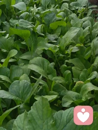 走出焦虑抑郁最好的方式：不是运动，不是吃药，而是这个！

《大学》里面有这样一句话呀，说的非常好：“物有本末，事有始终”。

就是告诉我们，解决问题，如果能抓住根本，那再难的问题，都可能迎刃而解。

回到焦虑抑郁这个事来讲，道理一样。如果能抓住其根源，那么走出焦虑抑郁的方向自然也就清晰。

从个人长期实修的经验和观察来看，走出焦虑抑郁阴霾，最好的方式：不是运动，也不是吃药，核心是：开源节流。

1. 焦虑抑郁的根源在哪？

每个人的情况不一样，有些人是长期的关系不和谐，比如常见的夫妻关系，婆媳关系，或原生家庭导致的焦虑抑郁；

而有些呢则是一些突发的一些创伤经历：比如生意上的失意，工作上遇到瓶颈，或者身体遭遇重创等。

每个人有每个人的苦，但其实说回来，那焦虑抑郁的根儿到底是什么？其实剥开各种表象不谈，核心就两条：

① 持续的内心冲突：经历过焦虑抑郁的人，心里一定憋着事儿，卡着一段关系，长时间解不开，化不掉，成了死结。

② 身心能量过低： 焦虑抑郁的朋友，一定和内在的身心能量过低，如同“电池”电量低了，没劲儿了。

当这两个条件同时发生，加上自我的一些认知偏差，焦虑抑郁的土壤也就形成了。

2. 为啥说运动、吃药、强制正念不是最佳解？

虽然运动很好，运动时能产生“快乐物质”内啡肽，还能转移注意力。

但问题是，它有个缺点：不够稳定！另外对于有些中重度抑郁焦虑患者，坚持运动本身就是一种“压力”。因此运动依然有一定的局限性。

而吃药呢？大家都知道，在专业指导下，急性期药物确实能够缓解。但很多人如果停药，可能会反复或产生依赖性。因为药物它依然没解决心能枯竭和内心冲突这个根本层面。

正念呢？虽有益，但有些朋友却违背身心感受，强行要求自己保持积极或不害怕的强迫性思维？这个也是我曾经的误区！其实正念不会凭空消失，也不会凭空而来。

如果你能量低迷，还硬逼着自己“豁出去”、“不害怕”，本质上就是用自己的意识去对抗另一个意识，两股力量在打架！

时间一长，这种精神内战可能会加剧你内心的冲突和消耗！

3. 走出焦虑，抑郁的核心是：“开源节流”！

开源方面：给“心电池”充电！核心就是提升你的身心能量，这才是根基，是动力源！

如何充电呢？最基础也最重要：调整饮食结构，打好身体基础；练好呼吸，打开能量通道。

这是实打实的能量积累，我们改变不了外界，但却可以专注于内在能量配图