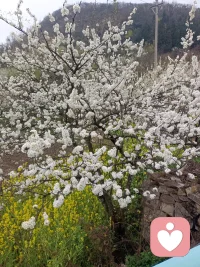 ⏰ 夜晚全力在线｜秒回接单
不管是想吐槽、想倾诉、想找人说说话
我都在，认真听，用心回
不冷场、不敷衍，给你稳稳的陪伴
需要陪伴，直接找我配图