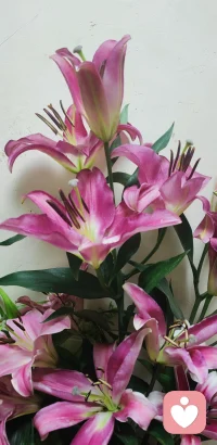 🌧️ 下雨的城市里
你的城市，也在下雨吗？
 
雨是天空写给大地的信
百合是案头藏着的诗
风轻轻吹过
字里行间都带着香
不信，你凑近闻闻🍀配图