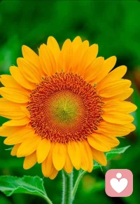 家是什么？
家是上班累了，可以放松休息的一张床。
家有亲人互相牵挂、彼此支撑的一间小小的房间。
家是可以卸下防备，做回最真实的自己的一句暖心的话。
​家是孩子释放自己、可以缓解压力、长舒一口气的一个温暖的怀抱。