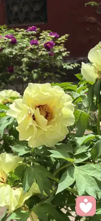 接受父母本来的样子。无论父母做了什么，在那个当下，他做了自己能做的最好的选择。如果你也做了父母，你也是这样的父母，你接受了父母本来的样子，就不会对孩子有愧疚和自责，就会培养出心理健康的孩子。配图