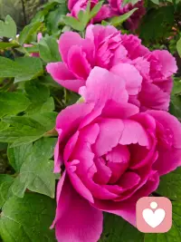 心里的事别总憋着，情绪也是一种病，说出来、放下了，身体才会真的轻松。