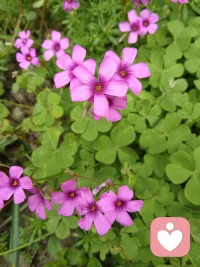 把你的悄悄话说给花听，说给草听还可以说给我听！配图