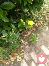 把你的悄悄话说给花听，说给草听还可以说给我听！配图