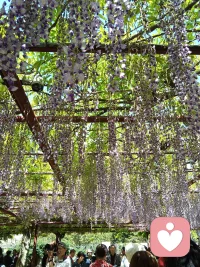 紫藤花开得空灵优雅，宛如穿紫裙的仙子伫立红尘，不染尘埃。我在紫藤花下倾听你的喃喃低语！配图
