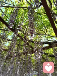 紫藤花开得空灵优雅，宛如穿紫裙的仙子伫立红尘，不染尘埃。我在紫藤花下倾听你的喃喃低语！配图