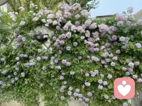 我会安静倾听、温柔陪伴、认真理解，
不评判、不指责、不催促，只做你情绪的出口和温暖的依靠。
愿每一颗疲惫的心，都能被看见、被接纳、被温柔以待。
你不是一个人，我一直都在。