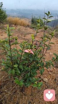 山茶树又结果了，这一年年的时光飞逝，愿我们所有梦想都如愿，家人都吉祥如意，年年月月都平安快乐配图