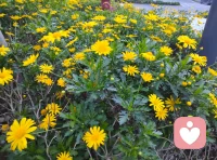 春暖花开，花香四溢，我在春天等着你