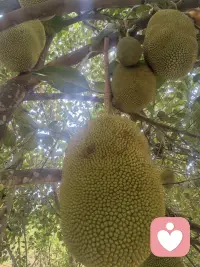 曾以为远方只是远方，直到踏入这片雨林，阳光是甜的，人心是安的，幸会版纳，一程青绿，半生余暖。配图