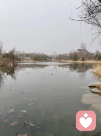 大雁排队 飞来了 山东省潍坊市
  春天属于每一个你我他