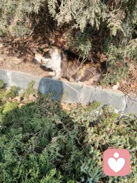 刚才在河边偶遇一只安静享受阳光的猫；我亲切与友好的跟她打招呼：喵呜喵呜喵呜—
   奈何 我听不懂喵语…
但我知道，她是万物可爱的生灵
去寻找精灵的美好了