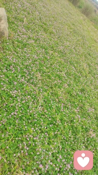 开我做你们的树洞配图