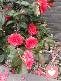 餐厅门前山茶灼灼开，一抹嫣红，温柔了整个烟火人间。配图